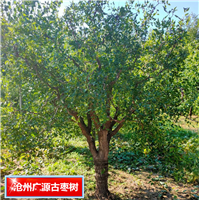 古枣树供应河北古枣树沧州枣树