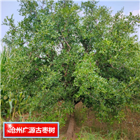 河北广源古枣树种植基地河北古枣树