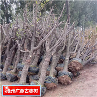 河北古枣树河北广源古枣树种植基地
