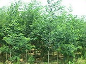 蜀桧*沧州蜀桧#沧州苗木*沧州百年老枣树 