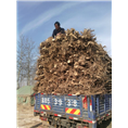 沧州榆树供应商%沧州榆树基地