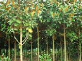广玉兰*沧州广玉兰#沧州苗木*沧州百年老枣树