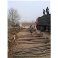 沧州榆树-沧州金叶榆基地-河北沧州古枣树 