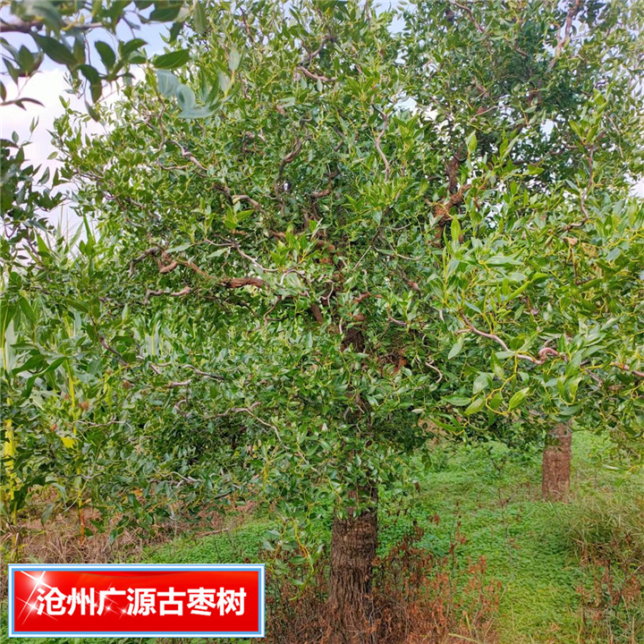 沧州枣树平批发河北古枣树