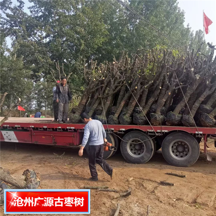 河北古枣树河北盘龙枣树