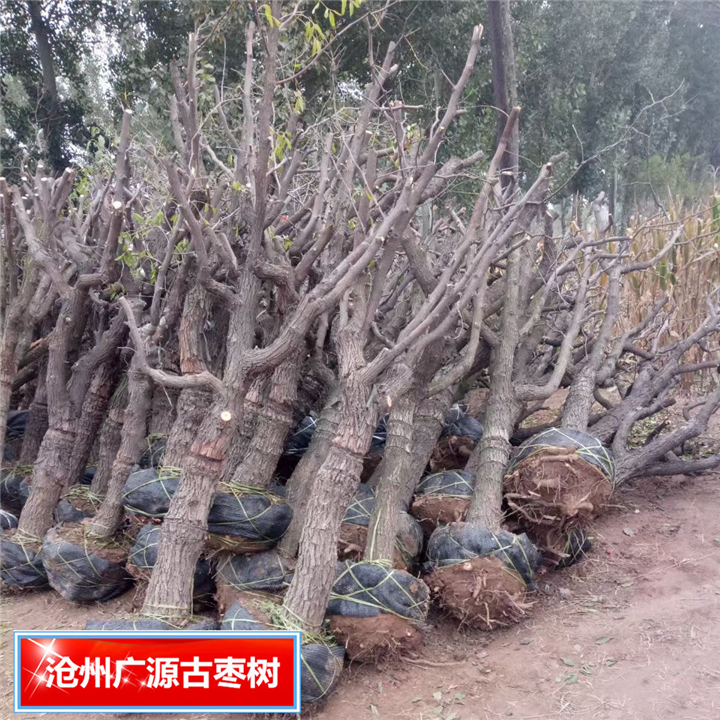 河北古枣树河北广源古枣树种植基地