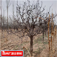 沧州枣树河北古枣树种植基地