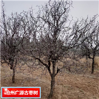 河北古枣树河北哪里有卖古枣树