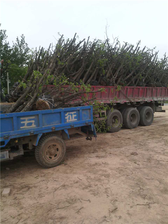沧州古枣树|沧州古枣树价格-广源苗木基地