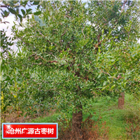 沧州枣树平批发河北古枣树