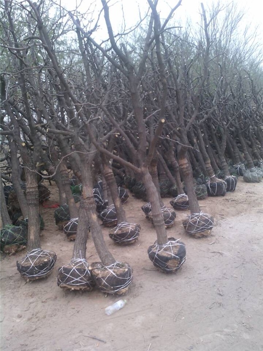 沧州枣树苗供应商%沧州枣树苗基地