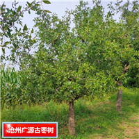 沧州枣树献县古枣树河北枣树基地