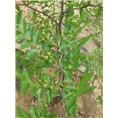 河北莲花菩提、河北沧州莲花菩提 