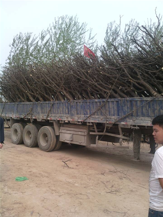 沧州枣树苗%沧州枣树苗基地