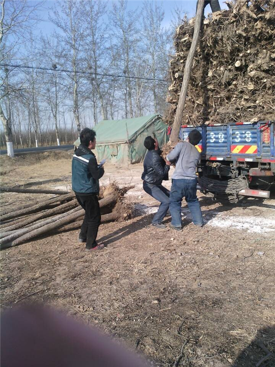 沧州榆树供应商%沧州榆树基地