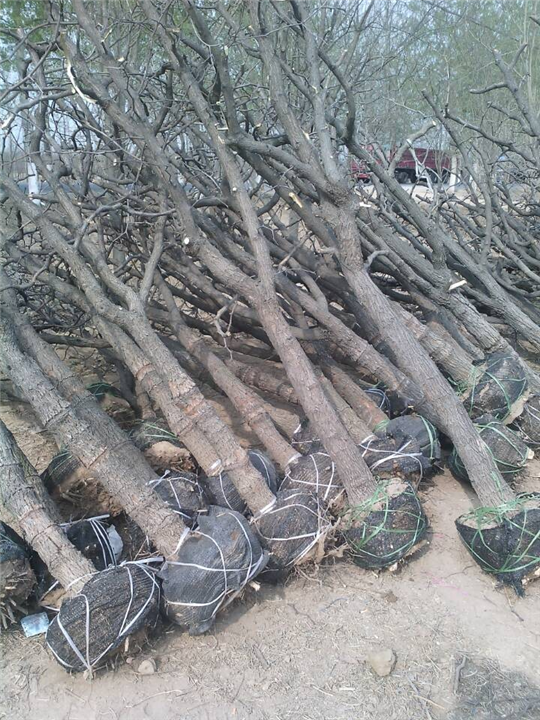 沧州枣树苗供应商%沧州枣树苗基地