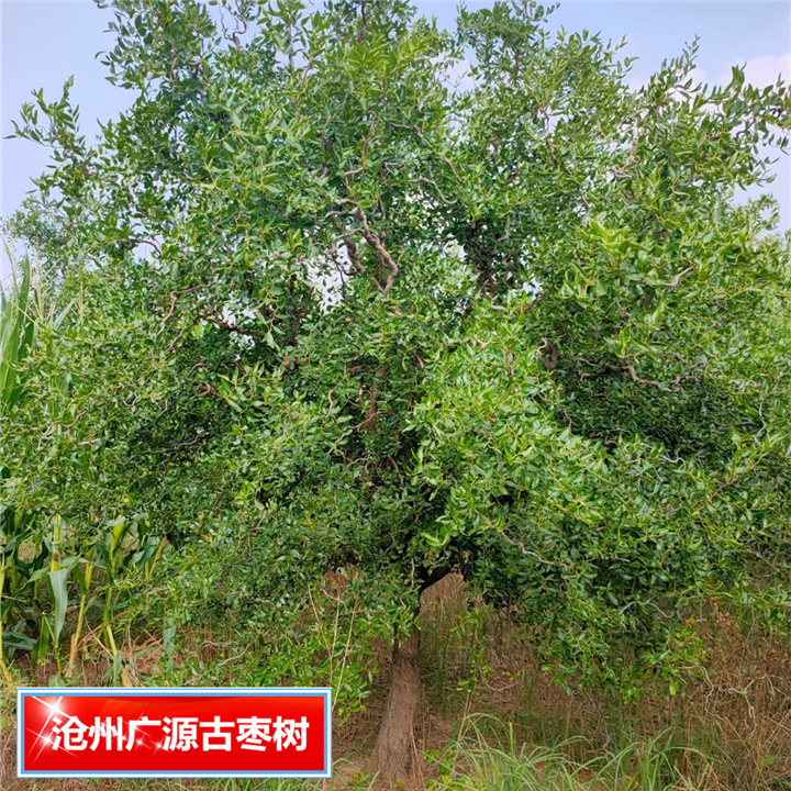 河北广源古枣树种植基地河北古枣树