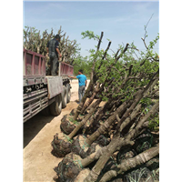 沧州哪里有卖古枣树|沧州古枣树种植基地