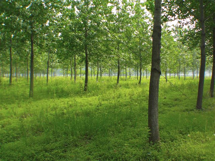 杨树*沧州杨树#沧州枣苗*沧州百年老枣树 