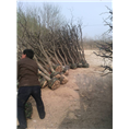 沧州枣树苗供应商%沧州枣树苗基地