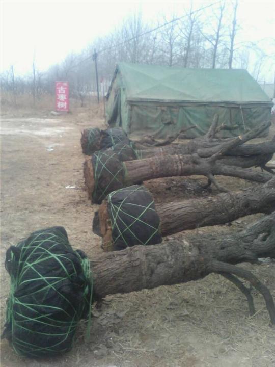 沧州古枣树%沧州古枣树基地