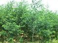蜀桧*沧州蜀桧#沧州苗木*沧州百年老枣树 