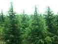 龙柏*沧州龙柏#沧州苗木*沧州百年老枣树