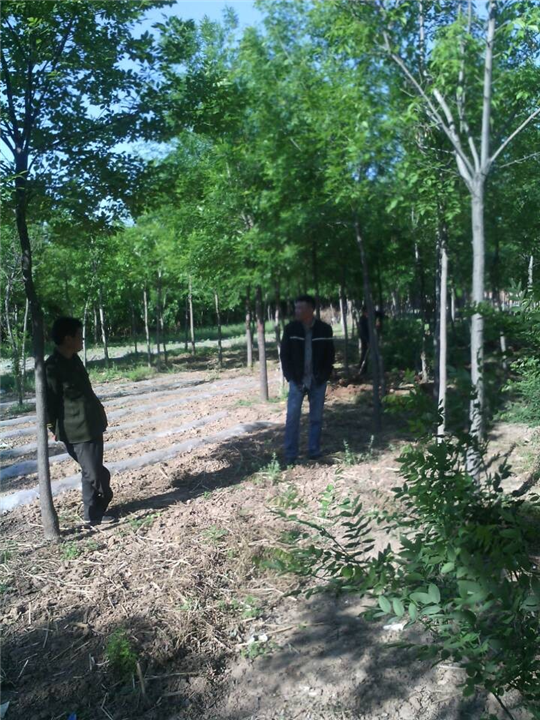 沧州白蜡供应商%沧州白蜡基地 