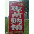 沧州古枣树、河北古枣树 