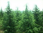 龙柏*沧州龙柏#沧州苗木*沧州百年老枣树