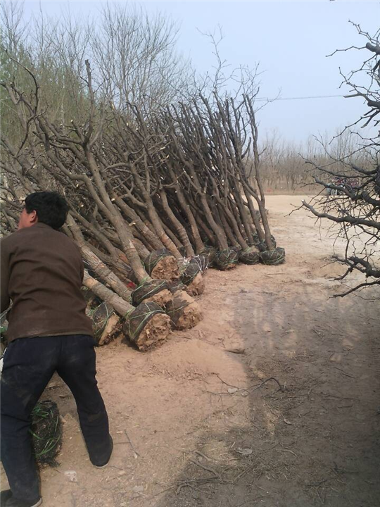 沧州枣树苗供应商%沧州枣树苗基地