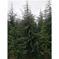 河南雪松价格