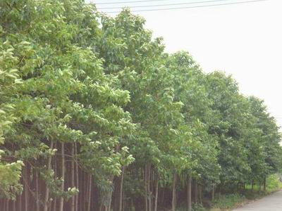 江西喜树 