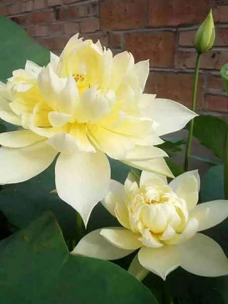 精品荷花