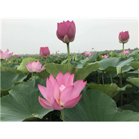 野生荷花