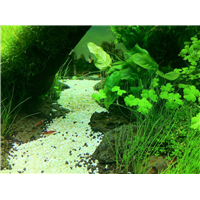 水草|北京水生植物@北京水生植物供应