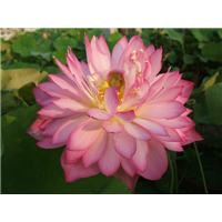 菊莲