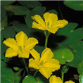 荇菜|水生植物批发|水生植物价格 