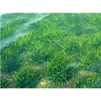 武汉沉水植物公司