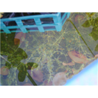 北京种植水上浮床批发★北京水上种植浮床