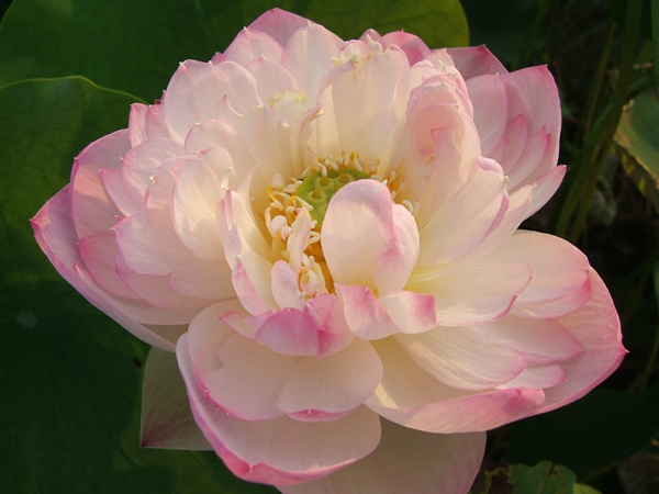 鹏芳8号