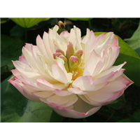 白菊莲