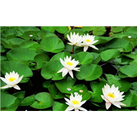 北京睡莲种植@北京水生植物哪家好