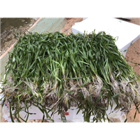 武汉沉水植物基地