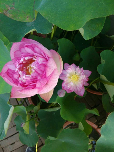 精品荷花2