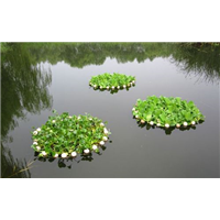 武汉水生植物浮岛
