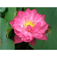 粉黛1