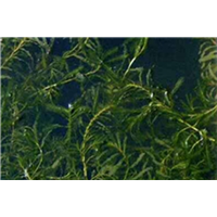 武汉沉水植物