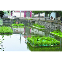 武汉水生植物浮岛