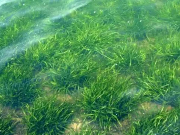 武汉沉水植物公司